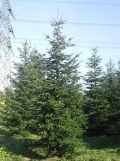 Nordmann-spar (Abies Nordmanniana) -PlantenPracht Winkel abies nordmaniana 550 1