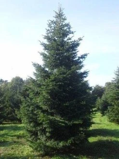 Nordmann-spar (Abies Nordmanniana) -PlantenPracht Winkel abies nordmaniana 550 1 1