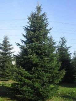 Nordmann-spar (Abies Nordmanniana) -PlantenPracht Winkel abies nordmaniana 650 1