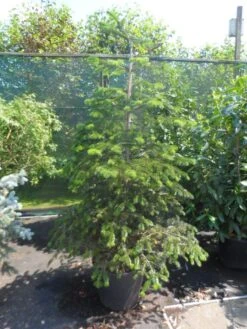 Nordmann-spar (Abies Nordmanniana) -PlantenPracht Winkel abies nordmanniana 150 175 200 1