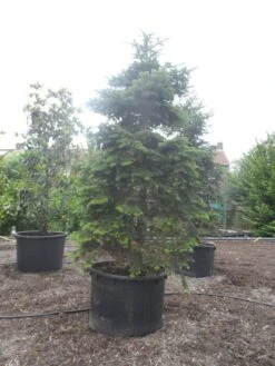 Nordmann-spar (Abies Nordmanniana) -PlantenPracht Winkel abies nordmanniana 350 400 c750 1
