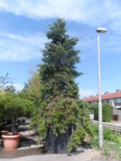 Nordmann-spar (Abies Nordmanniana) -PlantenPracht Winkel abies nordmanniana 400 500 c1500 1