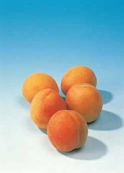 Abrikozenboom (Prunus Armeniaca 'Hongaarse') -PlantenPracht Winkel abrikoos 1