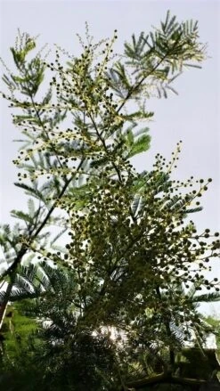 Mimosa (Acacia Dealbata) -PlantenPracht Winkel acaciadealbata02 2