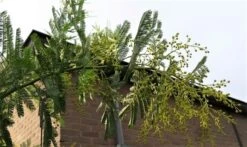 Mimosa (Acacia Dealbata) -PlantenPracht Winkel acaciadealbata03