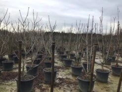 Rode Paardenkastanje Als Struik (Aesculus Carnea 'Briotii') 5 Rode Paardenkastanje Als Struik (Aesculus Carnea 'Briotii') -PlantenPracht Winkel acarnea 1