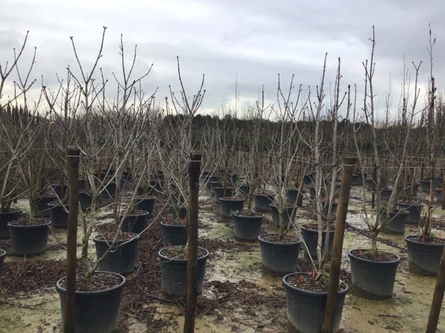 Rode Paardenkastanje Als Struik (Aesculus Carnea 'Briotii') 4 Rode Paardenkastanje Als Struik (Aesculus Carnea 'Briotii') - Afbeelding 2