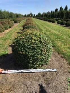 Spaanse Aak Als Bol (Acer Campestre) 9 Spaanse Aak Als Bol (Acer Campestre) -PlantenPracht Winkel acer campestre 100 cm breed bol drkl