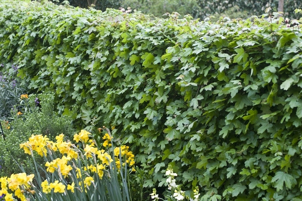 Veldesdoorn Als Haag (Acer Campestre) 3 Veldesdoorn Als Haag (Acer Campestre)