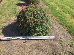 Spaanse Aak Als Bol (Acer Campestre) 8 Spaanse Aak Als Bol (Acer Campestre) -PlantenPracht Winkel acer campestre 90 cm breed bol drkl 1