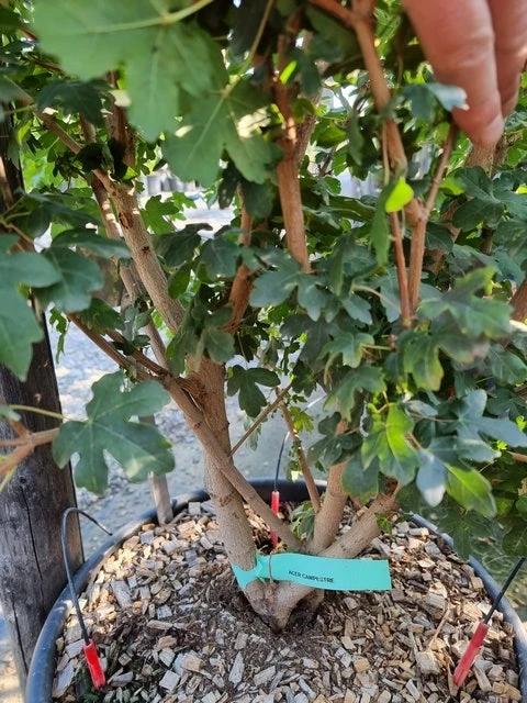 Meerstammige Veldesdoorn (Acer Campestre) 4 Meerstammige Veldesdoorn (Acer Campestre) - Afbeelding 2