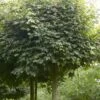 Bolesdoorn (Acer Campestre 'Nanum') -PlantenPracht Winkel acer campestre nanum 1
