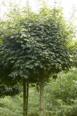 Bolesdoorn (Acer Campestre 'Nanum')