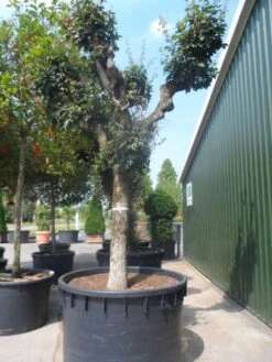 Bolesdoorn (Acer Campestre 'Nanum') -PlantenPracht Winkel acer campestre oude solitaire knotvorm c1000