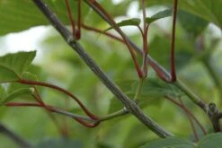 Slangenbast Esdoorn Als Boom (Acer Capillipes) -PlantenPracht Winkel acer capillipes 2 1