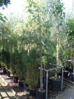 Chinese Esdoorn (Acer Davidii ) -PlantenPracht Winkel acer davidii 12 14ho cont 1