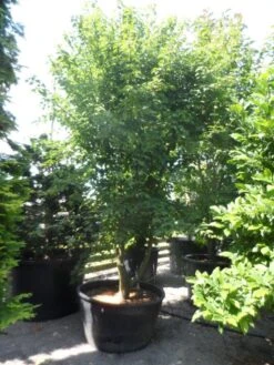 Chinese Esdoorn (Acer Davidii ) 8 Chinese Esdoorn (Acer Davidii ) -PlantenPracht Winkel acer davidii 350 400 c500 solitair meerstammig