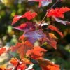 Rode Esdoorn (Acer Rubrum 'Fairview Flame') -PlantenPracht Winkel acer fairview flame 1