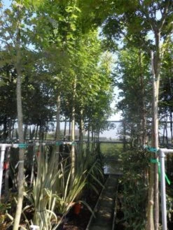 Esdoorn (Acer Freemanii 'Autumn Blaze') 8 Esdoorn (Acer Freemanii 'Autumn Blaze') -PlantenPracht Winkel acer freemanii autumn blaze 14 16 18 20ho cont