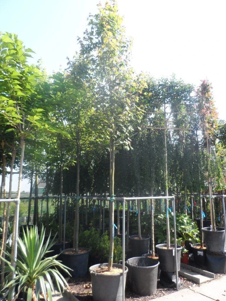 Esdoorn (Acer Freemanii 'Autumn Blaze') 6 Esdoorn (Acer Freemanii 'Autumn Blaze') - Afbeelding 4