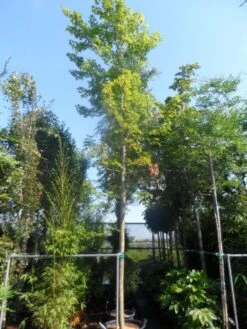 Esdoorn (Acer Freemanii 'Autumn Blaze') 7 Esdoorn (Acer Freemanii 'Autumn Blaze') -PlantenPracht Winkel acer freemanii autumn blaze 25 30ho cont 1