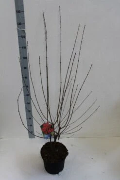 Papieresdoorn (Acer Griseum) -PlantenPracht Winkel acer griseum 80 100 cm co 7.5lz kopie