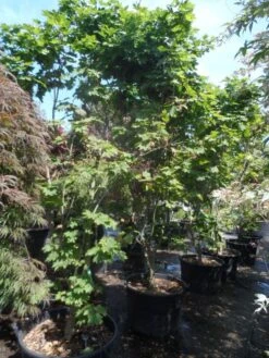 Japanse Esdoorn (Acer Japonicum 'Vitifolium') 14 Japanse Esdoorn (Acer Japonicum 'Vitifolium') -PlantenPracht Winkel acer japonicum vitifolium 250 300 c130