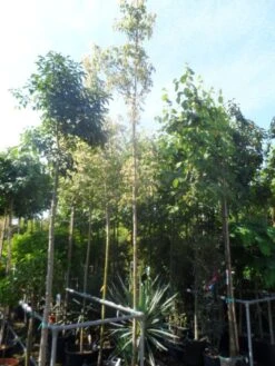 Vederesdoorn Als Boom (Acer Negundo 'Flamingo') -PlantenPracht Winkel acer negundo flamingo 10 12ho cont 1