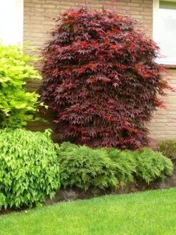 Japanse Esdoorn (Acer Palmatum 'Atropurpureum') -PlantenPracht Winkel acer p. atropurpureum 1 1