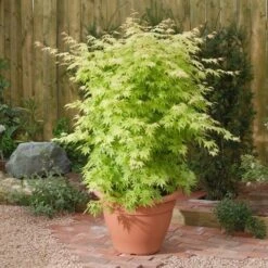 Japanse Esdoorn (Acer Palmatum 'Orange Dream') -PlantenPracht Winkel acer p. orange dream1 1
