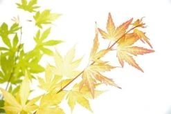 Japanse Esdoorn (Acer Palmatum 'Orange Dream') 19 Japanse Esdoorn (Acer Palmatum 'Orange Dream') -PlantenPracht Winkel acer p. orange dream 3