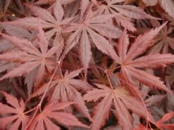 Japanse Esdoorn (Acer Palmatum 'Trompenburg') -PlantenPracht Winkel acer p. trompenburg 1