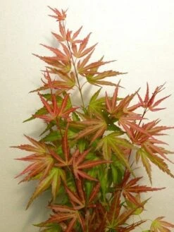 Japanse Esdoorn (Acer Palmatum 'Wilson's Pink Dwarf') -PlantenPracht Winkel acer p. wilsons pink dwarf 2