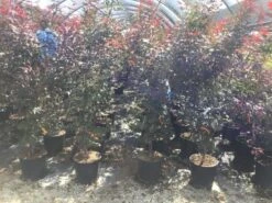 Japanse Esdoorn (Acer Palmatum 'Skeeter's Broom') -PlantenPracht Winkel acer palamtum skeeters broom