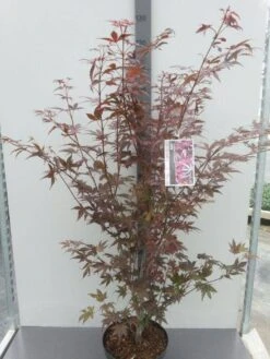 Japanse Esdoorn (Acer Palmatum 'Atropurpureum') -PlantenPracht Winkel acer palm. atropurpureum c10 1