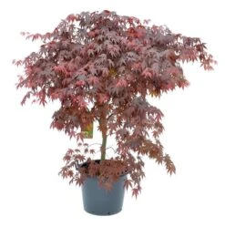 Japanse Esdoorn (Acer Palmatum 'Bloodgood') -PlantenPracht Winkel acer palm. bloodgood c50 1