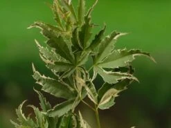 Japanse Esdoorn (Acer Palmatum 'Butterfly') 18 Japanse Esdoorn (Acer Palmatum 'Butterfly') -PlantenPracht Winkel acer palm. butterfly 1