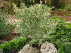 Japanse Esdoorn (Acer Palmatum 'Butterfly') 20 Japanse Esdoorn (Acer Palmatum 'Butterfly') -PlantenPracht Winkel acer palm. butterfly 2