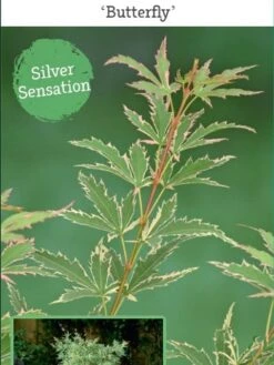 Japanse Esdoorn (Acer Palmatum 'Butterfly') -PlantenPracht Winkel acer palm. butterfly c3 4 1