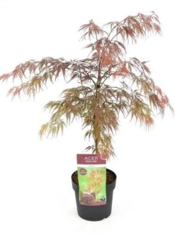 Japanse Esdoorn (Acer Palmatum 'Garnet') 25 Japanse Esdoorn (Acer Palmatum 'Garnet') -PlantenPracht Winkel acer palm. garnet c3