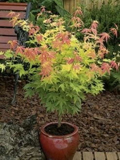 Japanse Esdoorn (Acer Palmatum 'Orange Dream') -PlantenPracht Winkel acer palm. orange dream 2 1