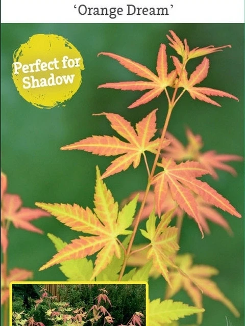 Japanse Esdoorn (Acer Palmatum 'Orange Dream') 17 Japanse Esdoorn (Acer Palmatum 'Orange Dream') - Afbeelding 15