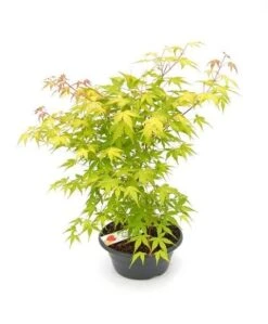 Japanse Esdoorn (Acer Palmatum 'Orange Dream') -PlantenPracht Winkel acer palm. orange dream p23 patio 1