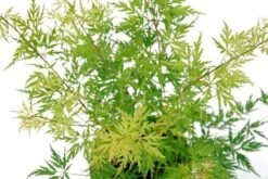 Japanse Esdoorn (Acer Palmatum 'Seiryu') -PlantenPracht Winkel acer palm. seiryu