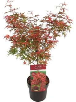 Japanse Esdoorn (Acer Palmatum 'Shaina') -PlantenPracht Winkel acer palm. shaina c3