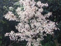 Japanse Esdoorn (Acer Palmatum 'Ukigumo') 12 Japanse Esdoorn (Acer Palmatum 'Ukigumo') -PlantenPracht Winkel acer palm. ukigumo 2