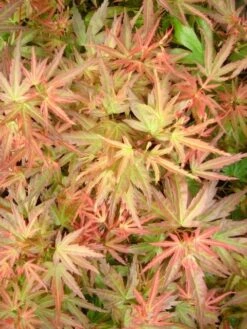 Japanse Esdoorn (Acer Palmatum 'Wilson's Pink Dwarf') -PlantenPracht Winkel acer palm. wilson s pink dwarf c3 3