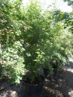 Japanse Esdoorn (Acer Palmatum) -PlantenPracht Winkel acer palmatum 200 250 300 c130 1