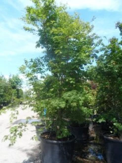 Japanse Esdoorn (Acer Palmatum) -PlantenPracht Winkel acer palmatum 250 300 c500 1