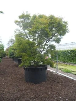 Japanse Esdoorn (Acer Palmatum) -PlantenPracht Winkel acer palmatum 350 400 c1000 1